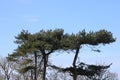 Tops of a fir trees seen against a clear blue sky Royalty Free Stock Photo