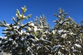 Tops of fir trees under snow against a blue sky