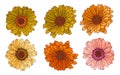 Tops of gerbera flowers, vector set. Bundle of isolated floral design elements. Vector collection of beautiful multicolor daisies Royalty Free Stock Photo