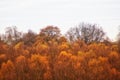 The tops of golden autumn trees in a forest Royalty Free Stock Photo