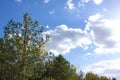 Tops of green, coniferous trees against a blue sky with white clouds. Green forest on a bright autumn day Royalty Free Stock Photo