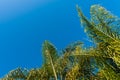 Tops of green palm trees with a blue sky background Royalty Free Stock Photo