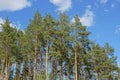 The tops of green pine trees against the sky and clouds Royalty Free Stock Photo