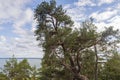 Tops of green pine trees on blue sky and white clouds background on sunny summer day. Royalty Free Stock Photo