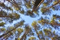 The tops of green pines against the blue sky. Look up