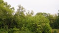 The tops of green trees by the river