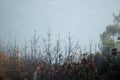 The tops of the Hevea trees are drying up and dying.