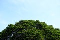 The tops of the large green curved tree with blue sky background