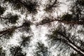 The tops of large pine trees, against the sky.