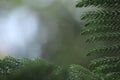 The tops of leaves on a tree after the rain Royalty Free Stock Photo