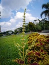 Miana plant shoots yellow red slobber Royalty Free Stock Photo