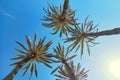 Tops of palm trees against blue sky background Royalty Free Stock Photo