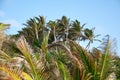 Tops of palm trees against the blue sky background Royalty Free Stock Photo