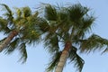 Tops of palm trees against the blue sky on a sunny day. Close-up Royalty Free Stock Photo