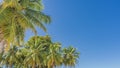 The tops of palm trees against a clear blue sky. Royalty Free Stock Photo