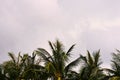 The tops of palm trees against a cloudy sky in the tropics Royalty Free Stock Photo