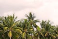 The tops of palm trees against a cloudy sky in the tropics Royalty Free Stock Photo