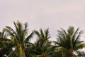 The tops of palm trees against a cloudy sky in the tropics Royalty Free Stock Photo