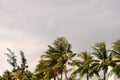 The tops of palm trees against a cloudy sky in the tropics Royalty Free Stock Photo