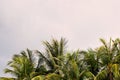 The tops of palm trees against a cloudy sky in the tropics Royalty Free Stock Photo