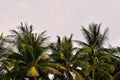 The tops of palm trees against a cloudy sky in the tropics Royalty Free Stock Photo