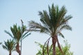 The tops of palm trees background blue sky Royalty Free Stock Photo