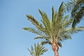 The tops of palm trees background blue sky Royalty Free Stock Photo