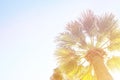 Tops of palm trees and clear blue sky with vintage tone filter coloring. Royalty Free Stock Photo