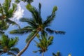 The tops of palm trees with fresh green leaves against a bright sunny sky. Natural background on the theme of the sea, beach, rela Royalty Free Stock Photo