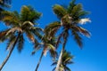 The tops of palm trees with fresh green leaves against a bright sunny sky. Natural background on the theme of the sea, beach, rela Royalty Free Stock Photo
