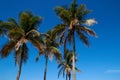 The tops of palm trees with fresh green leaves against a bright sunny sky. Natural background on the theme of the sea, beach, rela Royalty Free Stock Photo