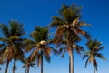 The tops of palm trees with fresh green leaves against a bright sunny sky. Natural background on the theme of the sea, beach, rela Royalty Free Stock Photo