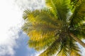 The tops of palm trees with fresh green leaves against a bright sunny sky. Natural background on the theme of the sea, beach, rela Royalty Free Stock Photo