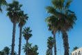 The tops of palms in two rows frame the road Royalty Free Stock Photo