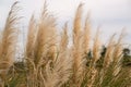 Tops of pampas grass Royalty Free Stock Photo