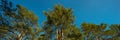 Tops of the pine trees against the blue sky on a sunny day. Autumn season. Web banner Royalty Free Stock Photo