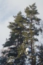 Tops of pine trees Royalty Free Stock Photo