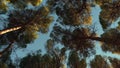 The tops of the trees view from below