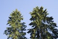 The tops of the pines against the blue sky Royalty Free Stock Photo