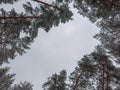 Tops of pines covered with snow against the cloudy sky