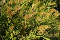 The tops of the reed sway in the wind