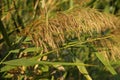 The tops of the reed sway in the wind