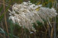 The tops of the reed sway in the wind