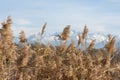 tops of reeds against the backdrop of snow capped mountains and sky Royalty Free Stock Photo