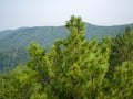 The tops of the Siberian coniferous cedar on the background of the taiga. Cones grow on the branches