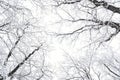 Tops of snow covered bare trees in forest Royalty Free Stock Photo