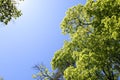 Tops of spring trees against the blue sky Royalty Free Stock Photo