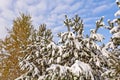 The tops of spruce and birch covered with the first snow