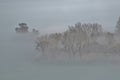 Tops of still bare trees rise out of the lake mist Royalty Free Stock Photo