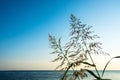 The tops of the tall grass against the sea and sky. Royalty Free Stock Photo